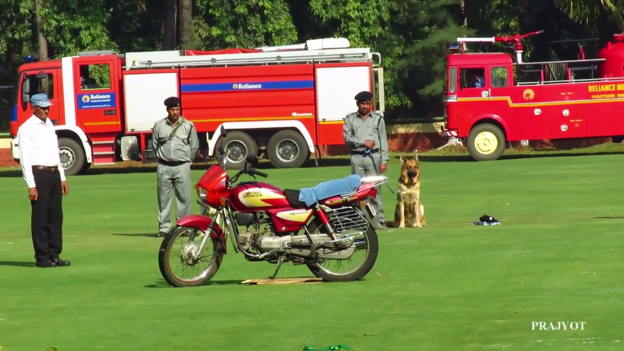 DOG SHOW/ Dog Stunts‍‍  in Republic Day 2018