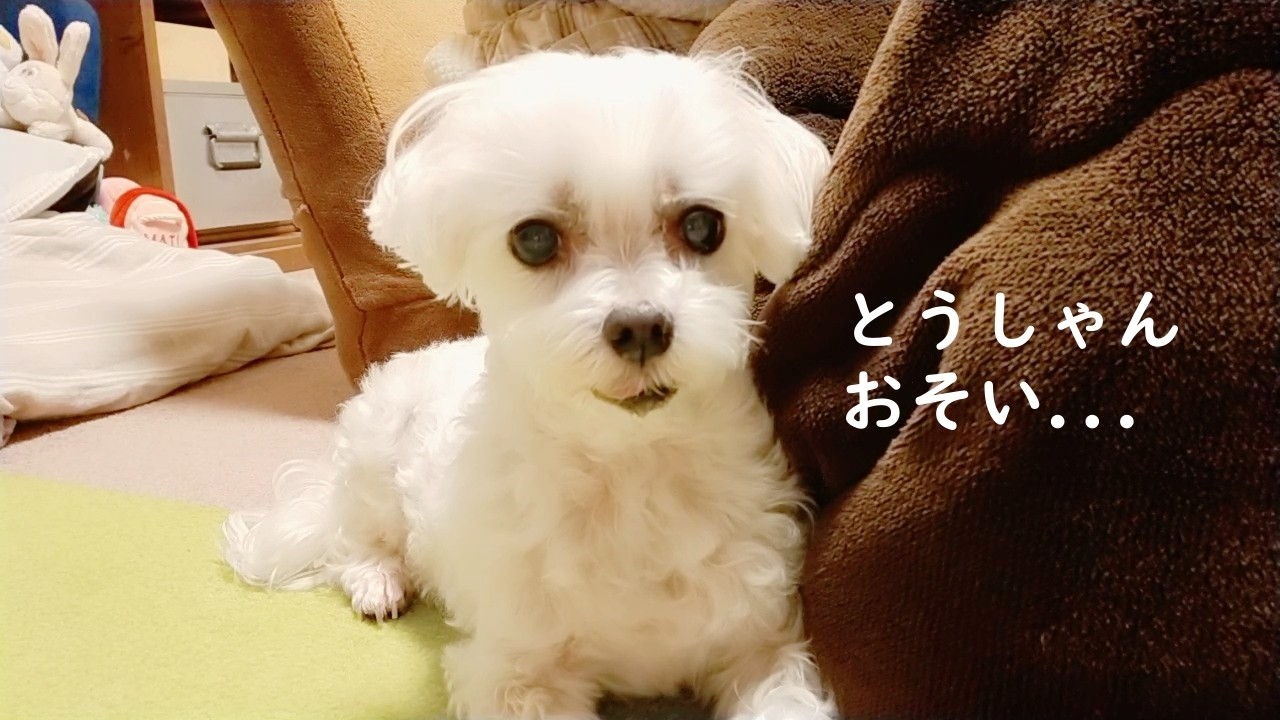遅くまで帰って来ないとうしゃんを待ち続ける夜🌙元繁殖犬保護犬マルチーズとアラカン主婦の日常