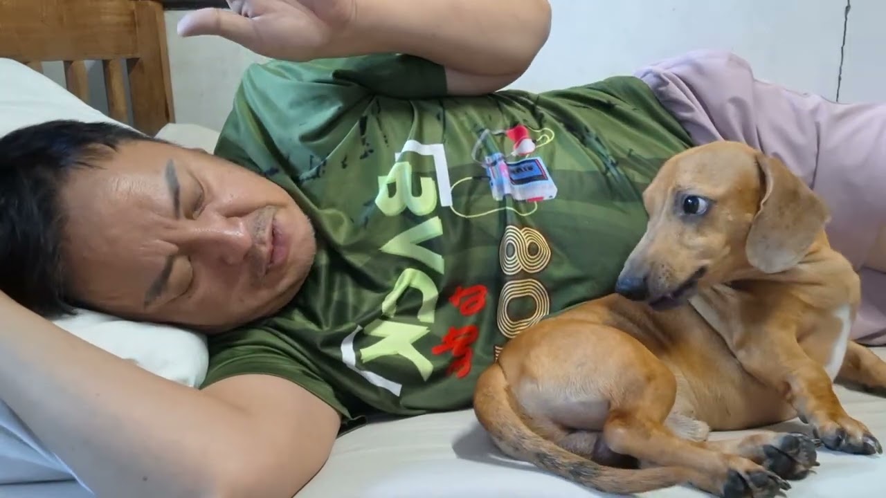 Early breakfast gives my dachshin full charge and this happens