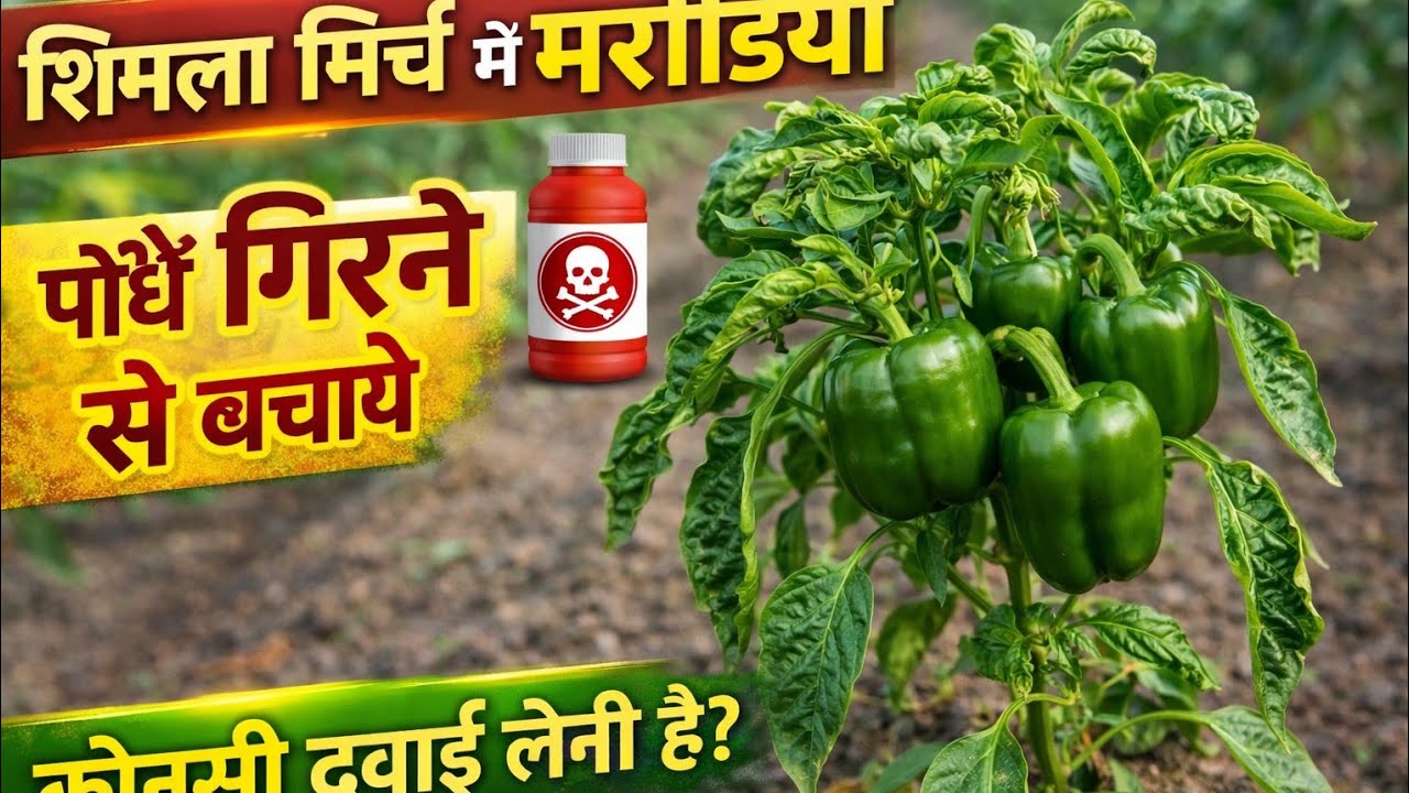 शिमला मिर्च पे मरोड़िया लगा है तों एकाम फिर देखो 10दिनमे रिजल्ट 