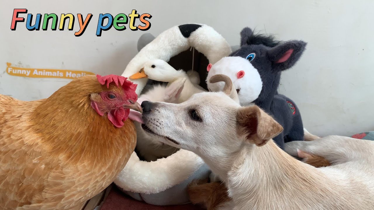 The cat dad takes Kitty on a trip, and the hen and the puppy take good care of the kitten! So funny