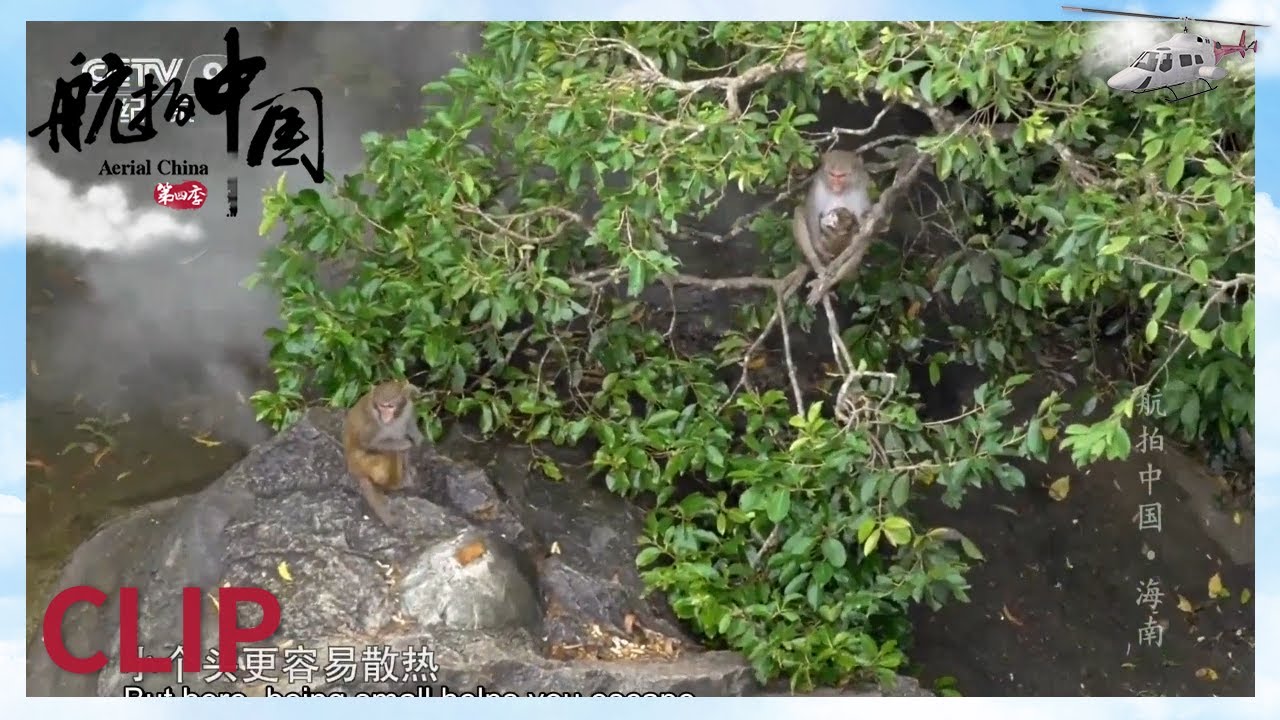 在南湾猴岛被猴子包围 念紧箍咒有用吗？《航拍中国》第一季 海南【CCTV纪录】