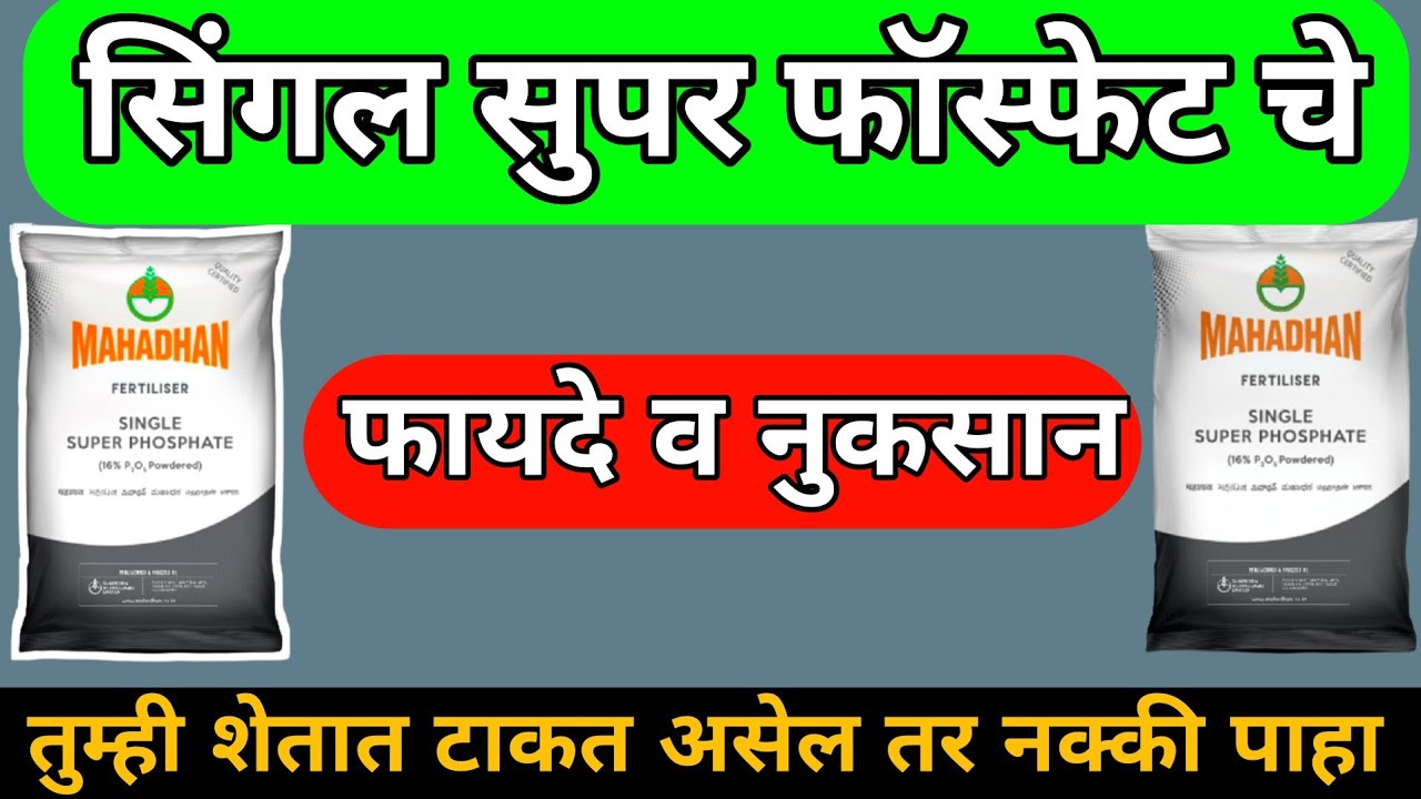 सिंगल सुपर फॉस्फेट वापरण्याचे नुकसान व फायदे | एकरी किती बॅग टाकावे ? | singal super phosphate
