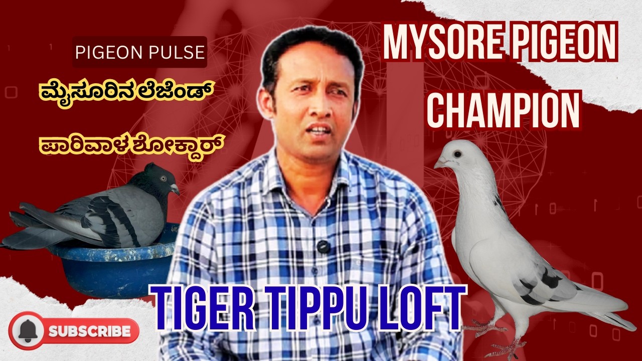 ಮೈಸೂರಿನ ಹೆಮ್ಮೆ ಇಲಿಯಾಸ್ ಪಾಷಾ | Tiger Tippu Loft | 11:47 ಗಂಟೆ ಹಾರಾಟದ ಸಾಧನೆ | Pigeon Champion Exclusive