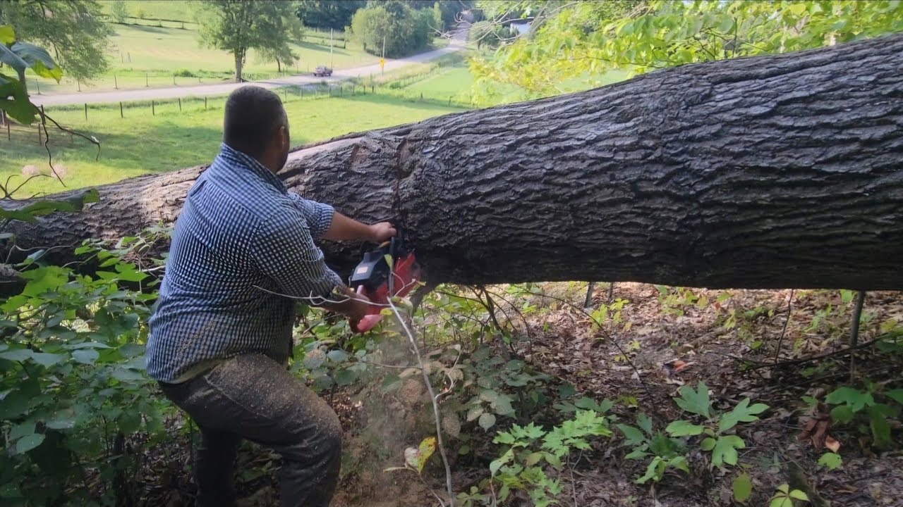 Roadside Logging: A Dangerous Oak, part 1 #firewood