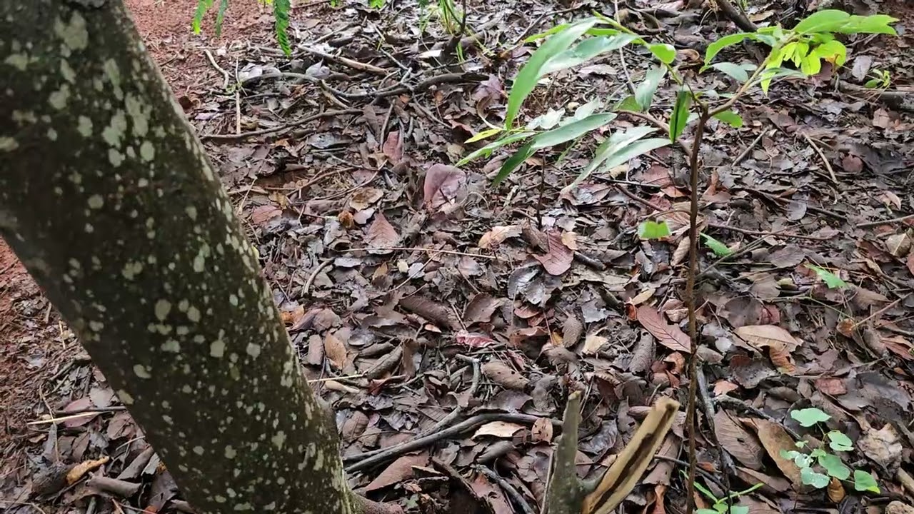 Indo buscar pequi 