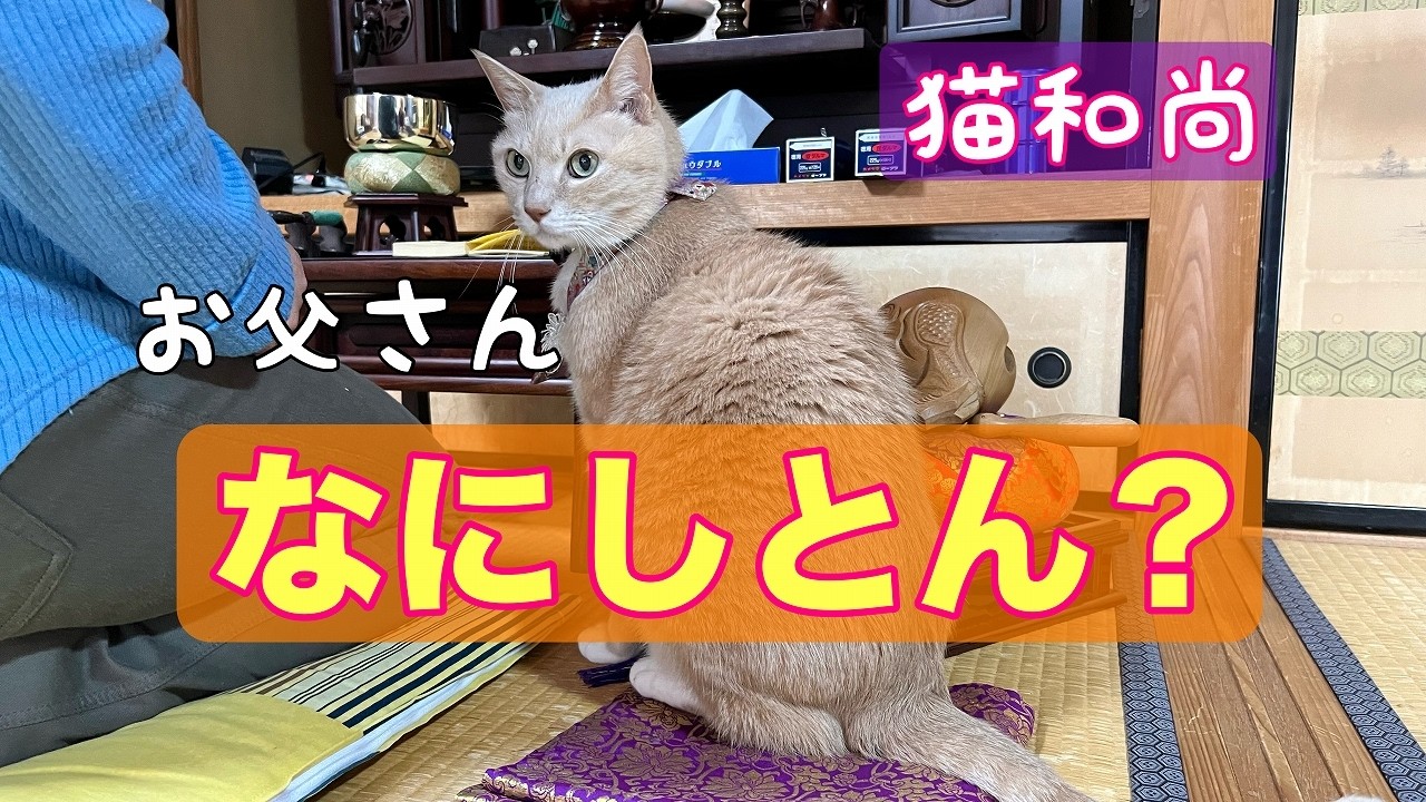 【努力賞進呈！】猫和尚の気を惹こうと涙ぐましく努めるお父さんに