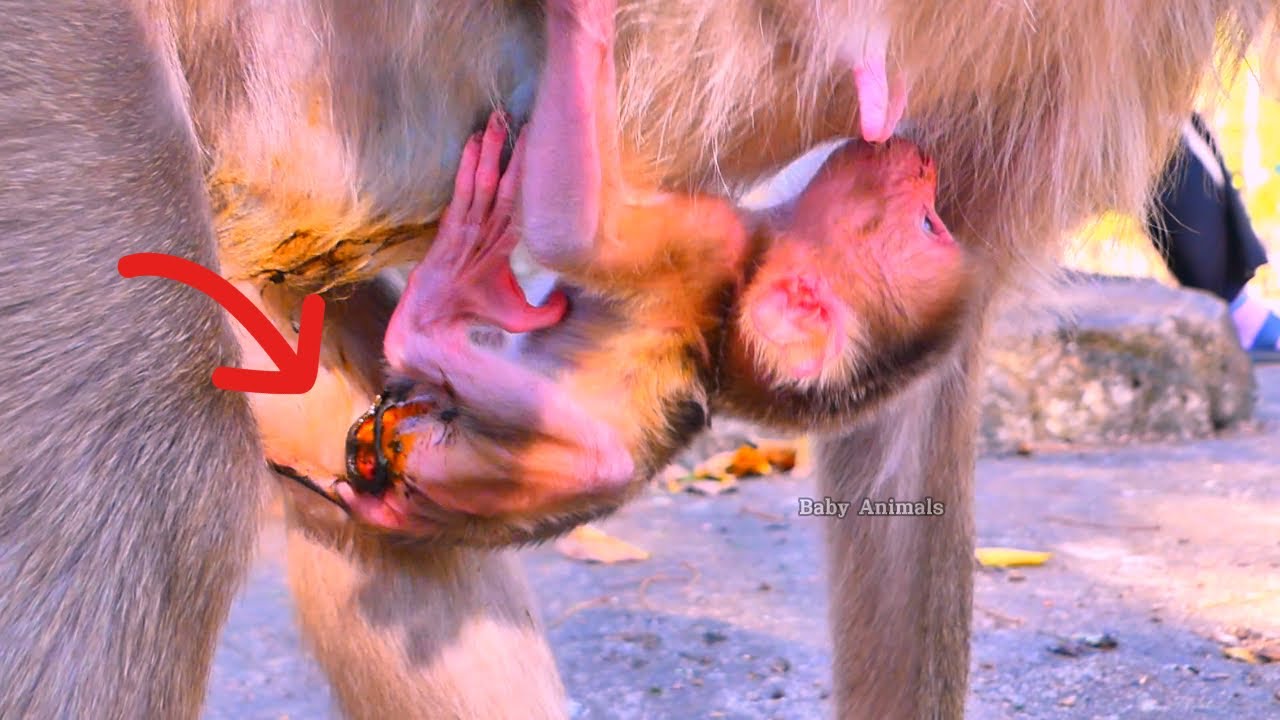 Oh my God..! Baby monkey's di@rrhea may be from the hot milk.