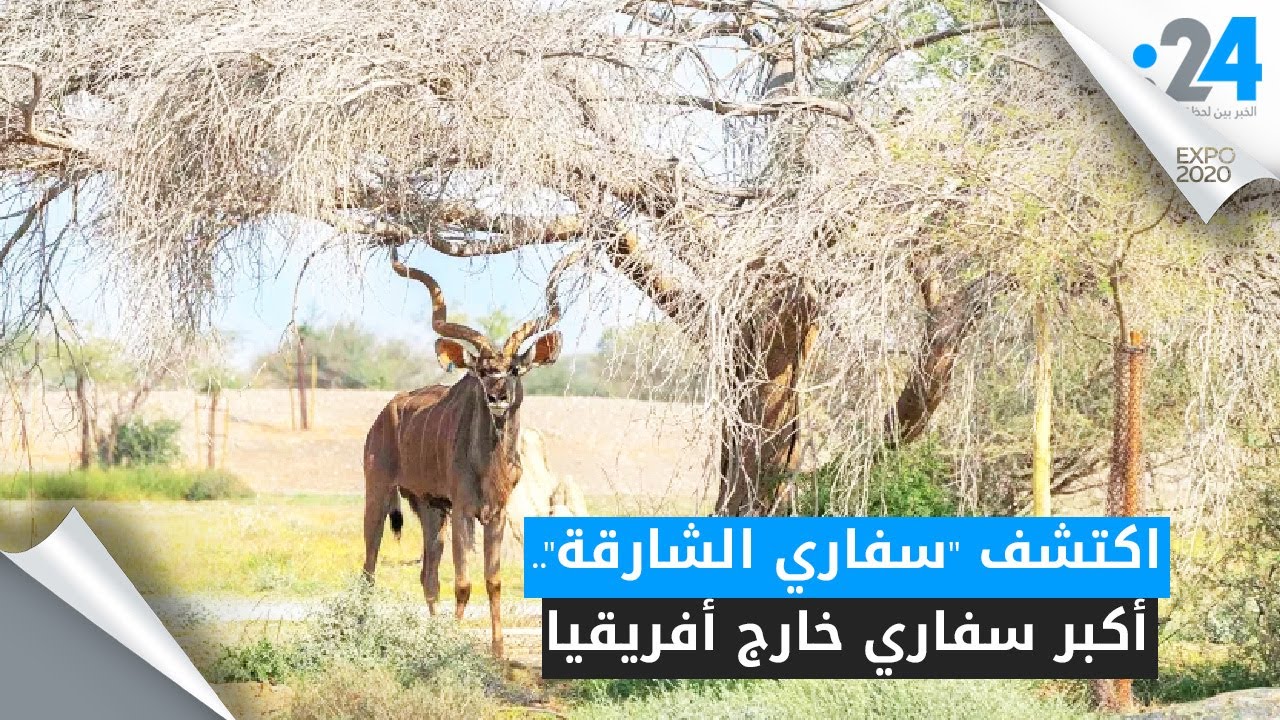 اكتشف سفاري الشارقة.. أكبر سفاري خارج أفريقيا