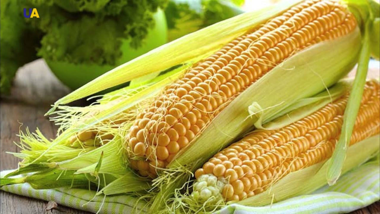الذرة الأوكرانية في حقول أوستروفسكي