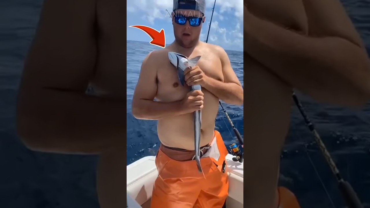 The Weird Fish That Rides Sharks And Turtles! #remora #fish #animals