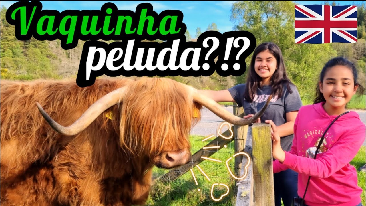 As vaquinhas peludas da Escócia