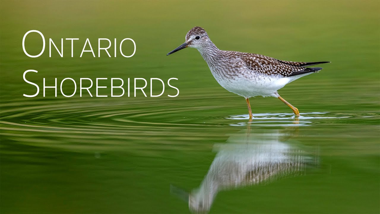 5 Cute Shorebirds in Ontario | Birding in Canada