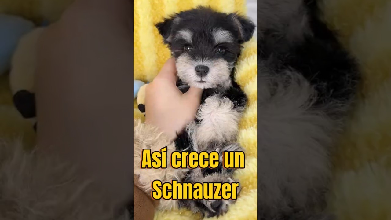 ¡Así es como crece un Schnauzer!