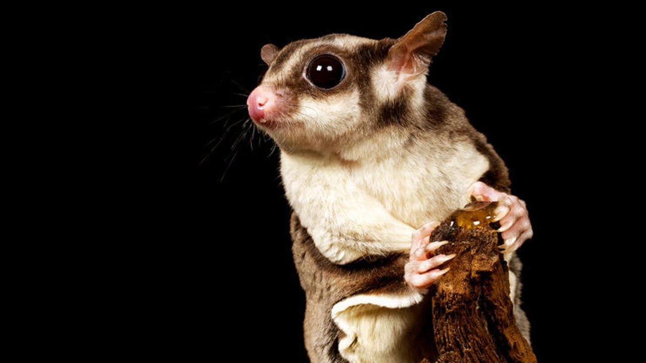 Melbourne - Moonlit Sanctuary Conservation Park