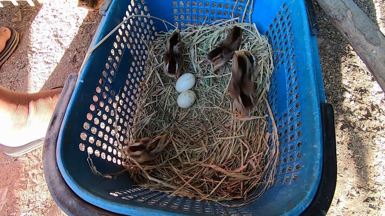 เอาลูกไก่ออกจากรังฟัก(บ้านผมเรียกว่า ,ปงไก่,  )