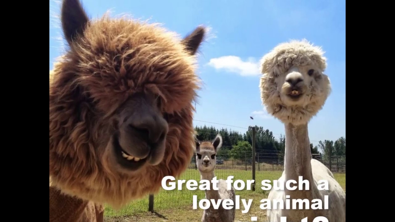 Llamas, Alpacas, Guanacos y Vicuñas - Cusco Peru 🐎