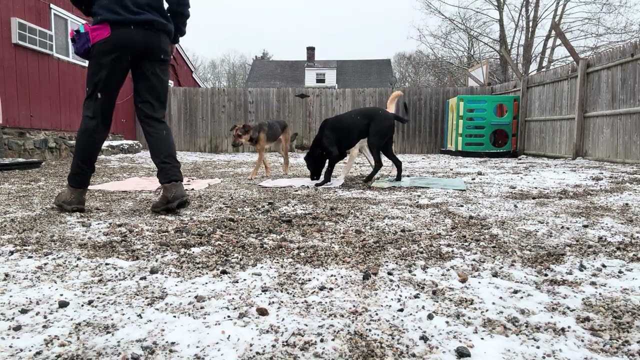 Gary- working with Molly and Harper 