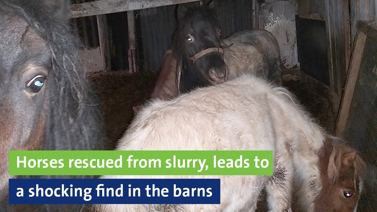 Horses rescued from slurry, leads to shocking find in the barns