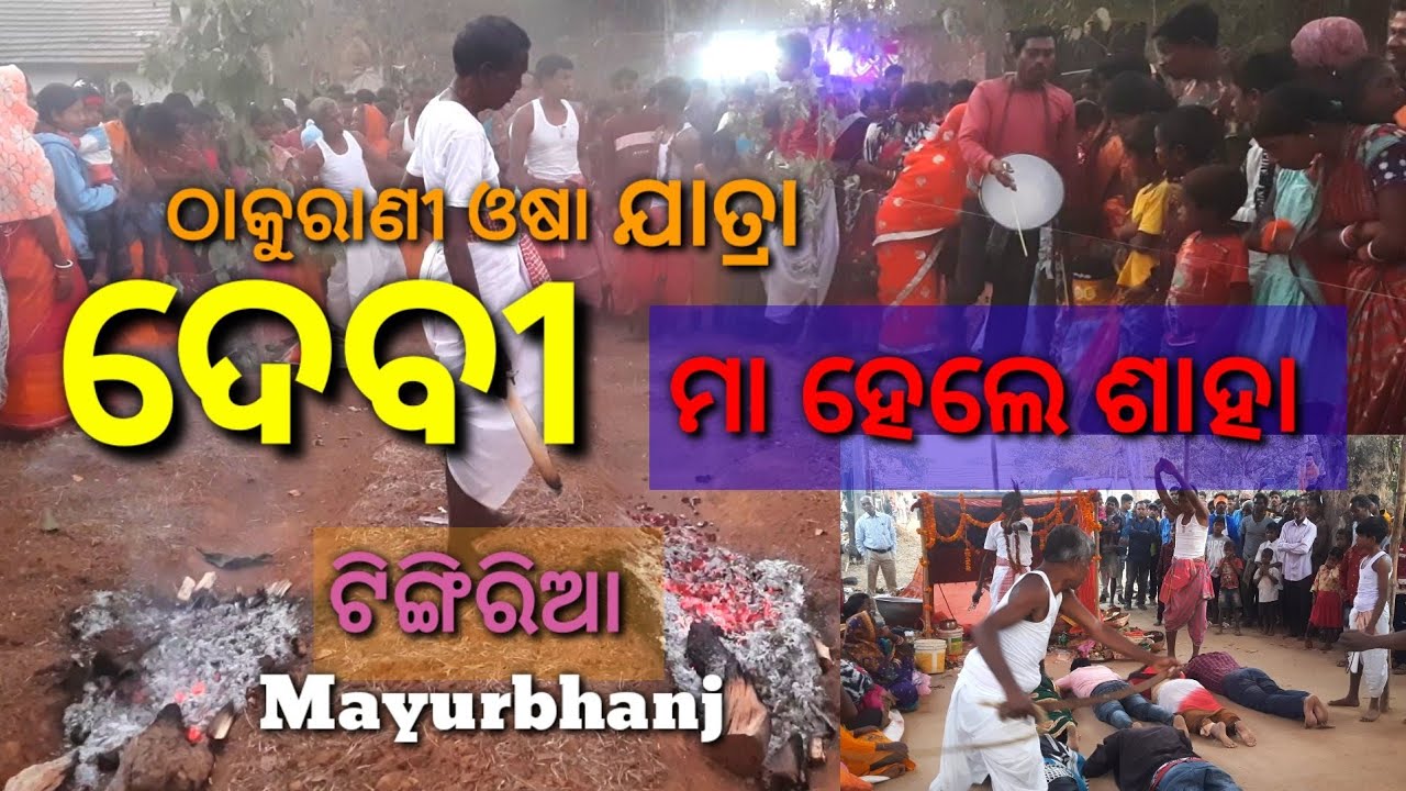 Thakurani Jatra Tingiria 2023 | Thakurani Osha | Festival Dance | ଠାକୁରାଣୀ ଓଷା |