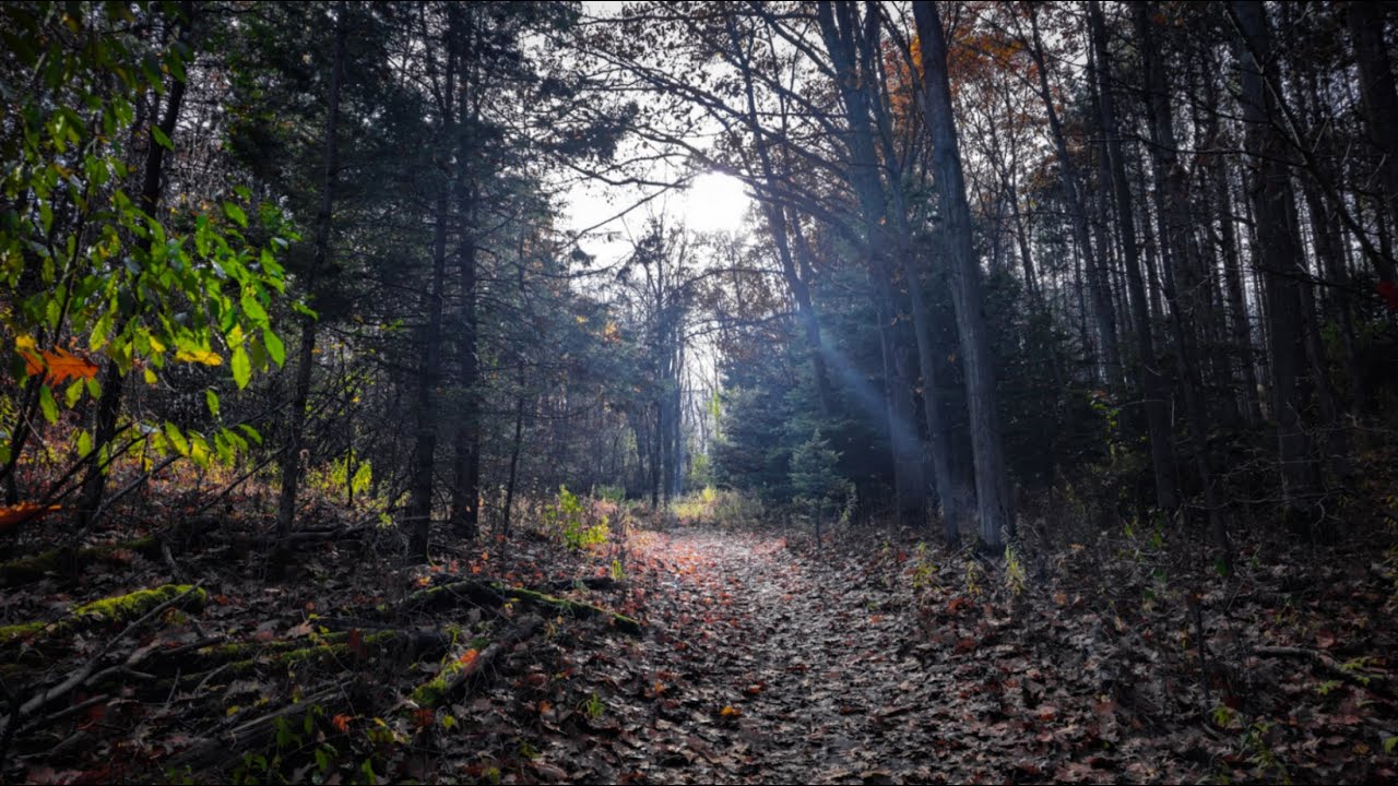 Among the Pines | Fall Stroll [Forest Solo Hike, Ontario]