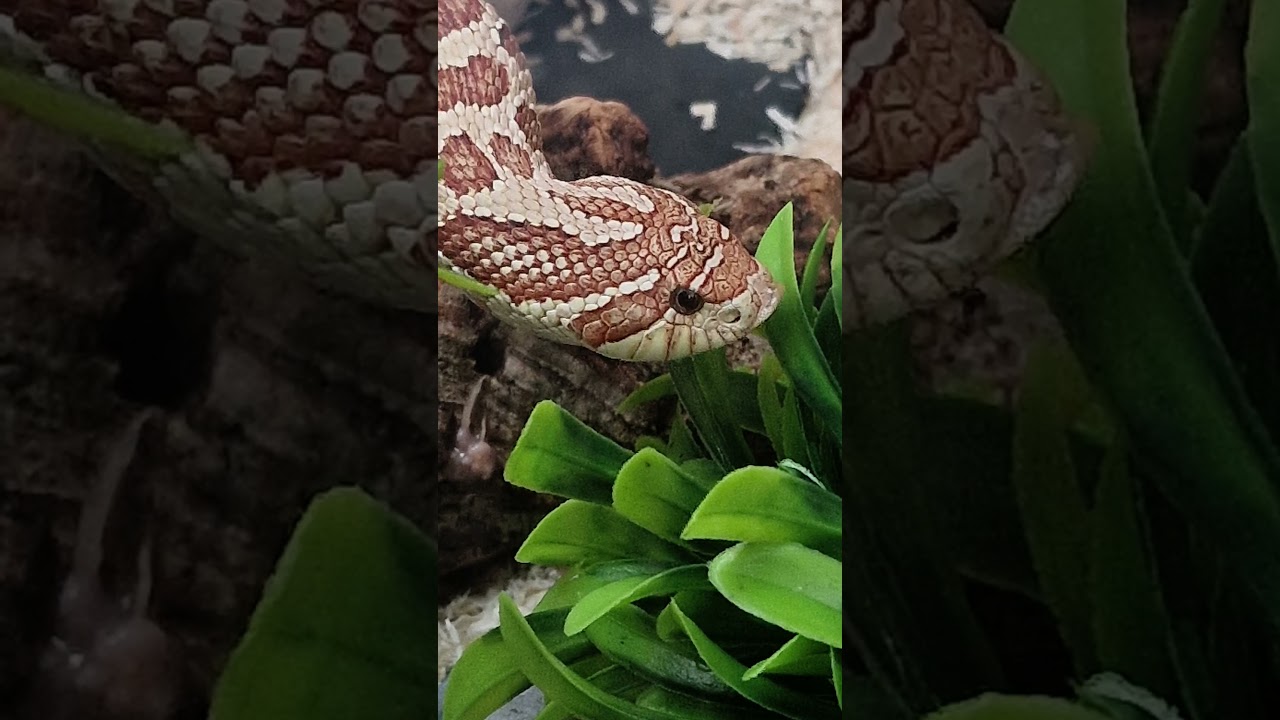 #Hognose