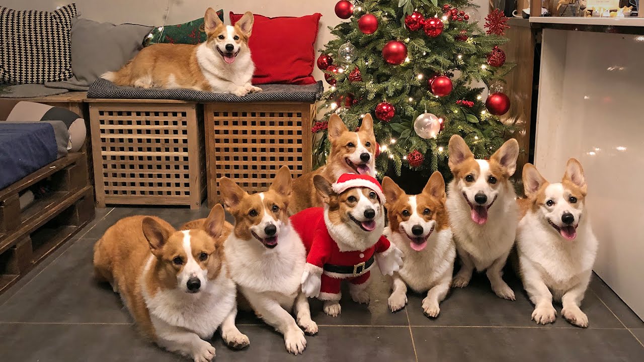 꼬마쩨니만 산타가 될 수 있었던 사연 🎅🏻 l The story only little Jenny could be Santa in the 8corgihouse 🎅🏻
