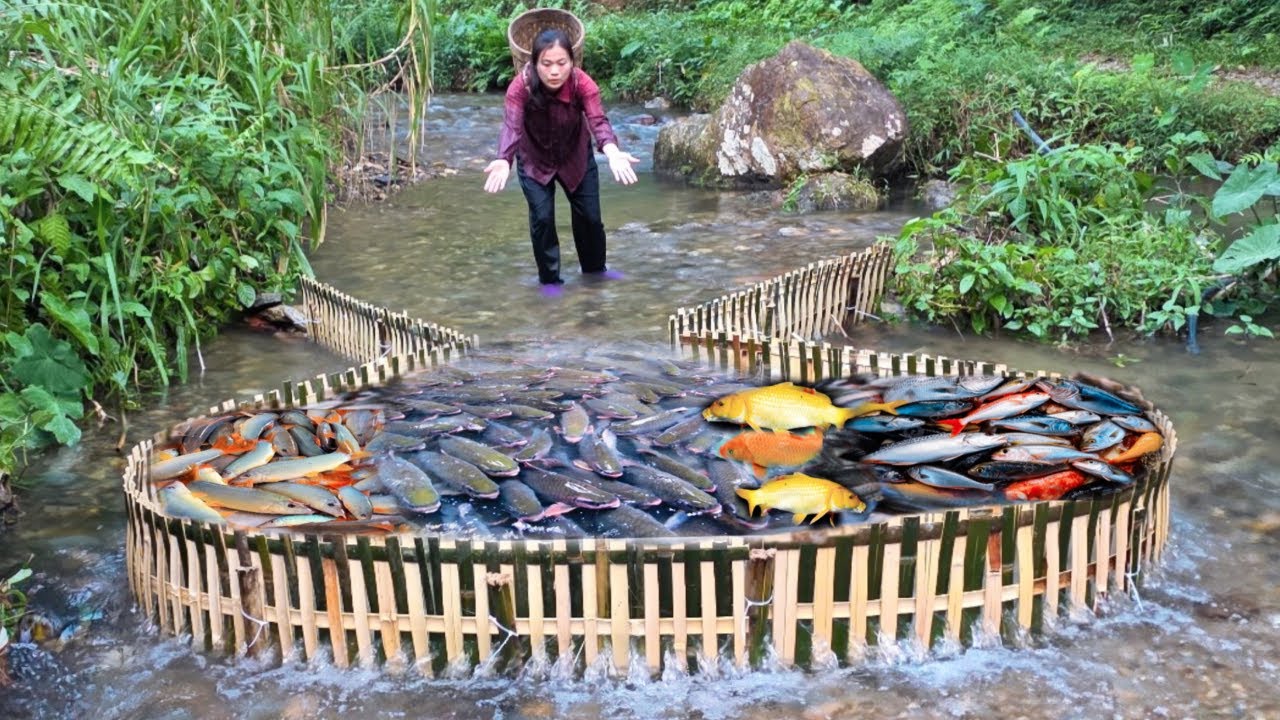Traditional fish traps, place a large bamboo fish trap in the stream and catch a lot of rare fish.