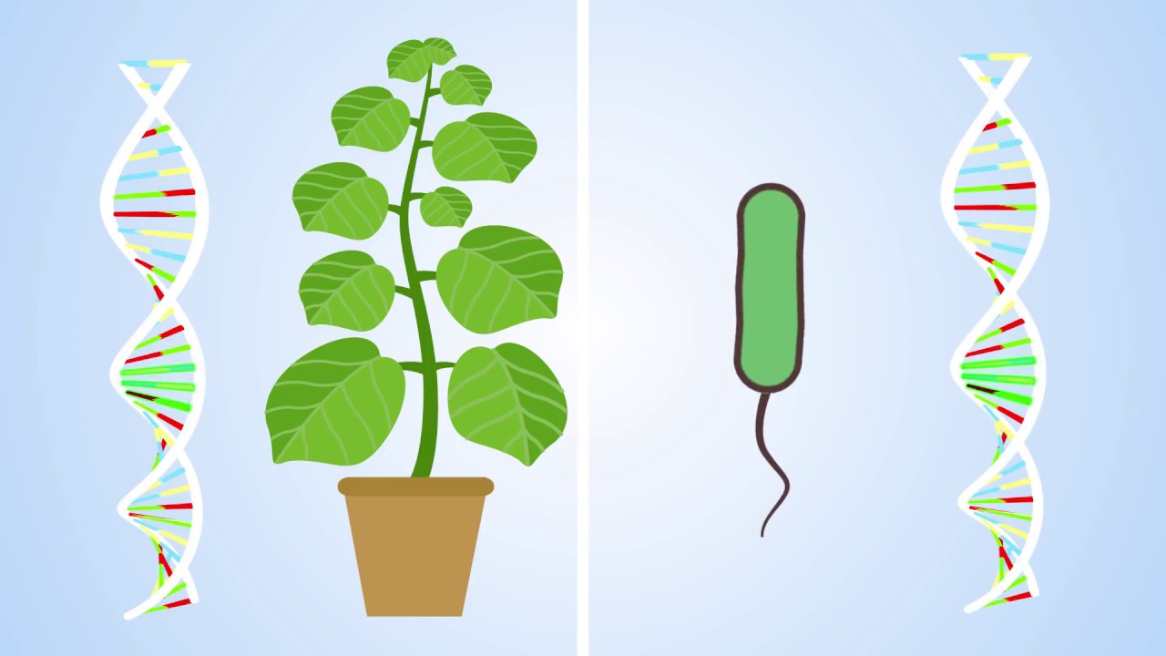 Plants have an immune system&hellip; and it&rsquo;s complicated