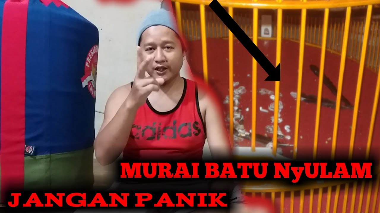 Perawatan Murai Batu Nyulam