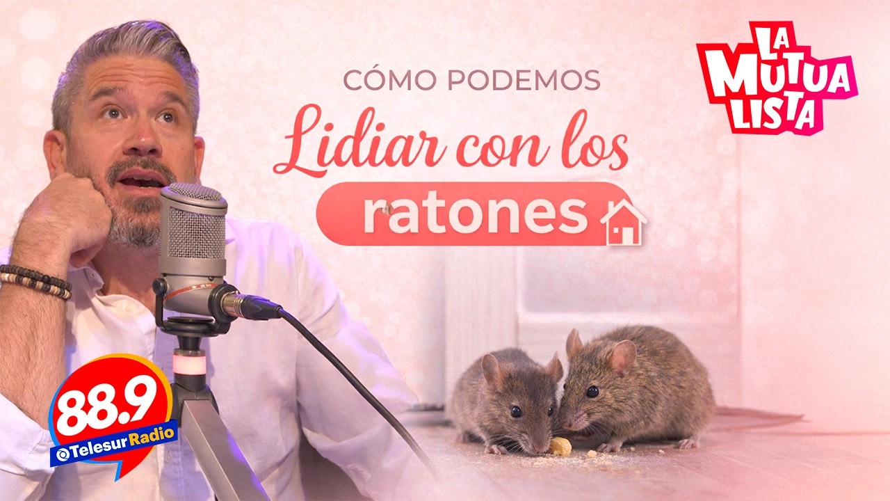 Agnis fumigador, nos dice cómo podemos lidiar con los ratones