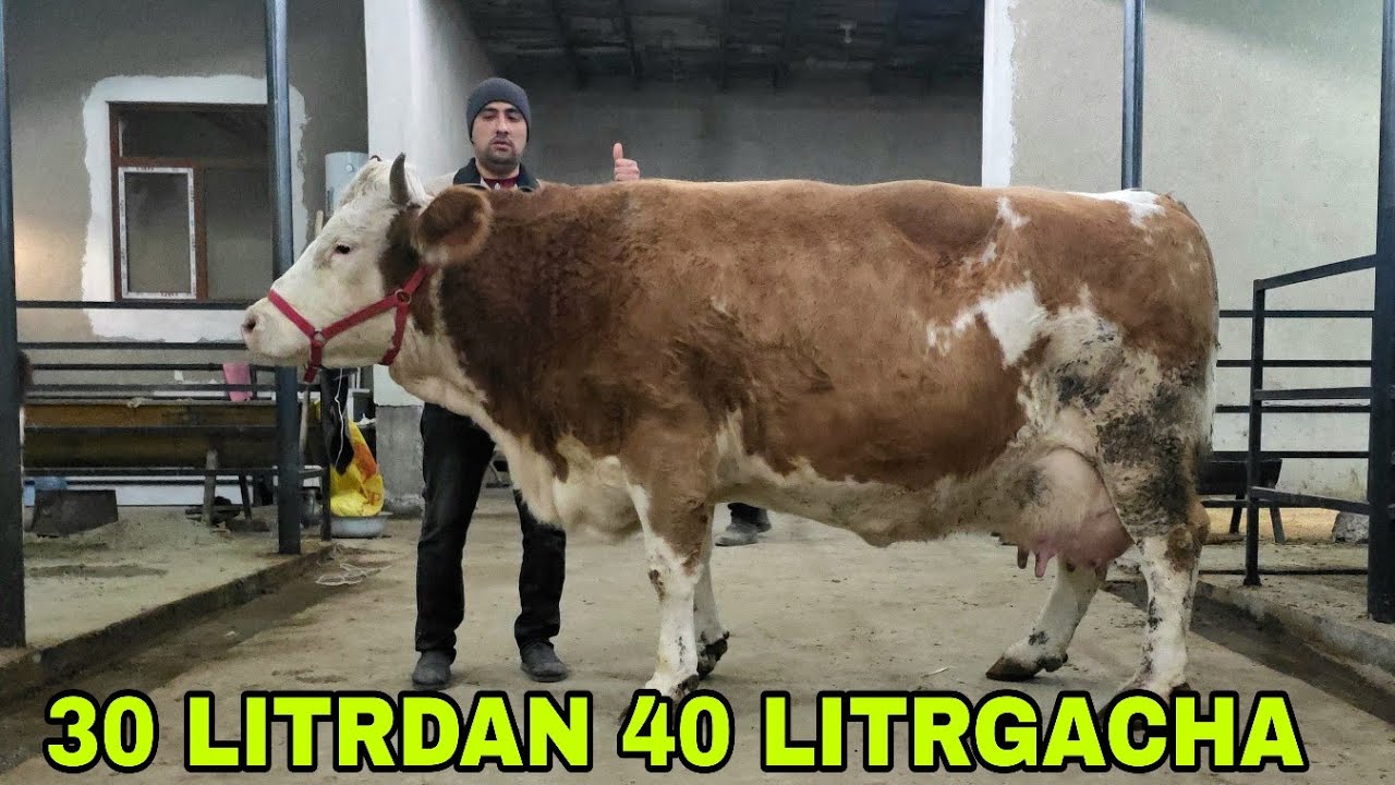 Ramziddindan bugun 30 litrgan 40 litgacha sut beradigan sigirlarni mamtlari keldi15-yanvar, 2026