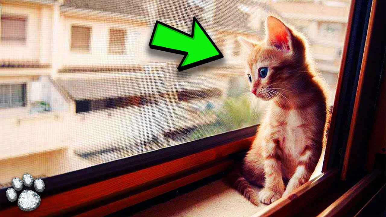 Cat's Unbelievable Survival Story After Being Left Alone for 4 Days!