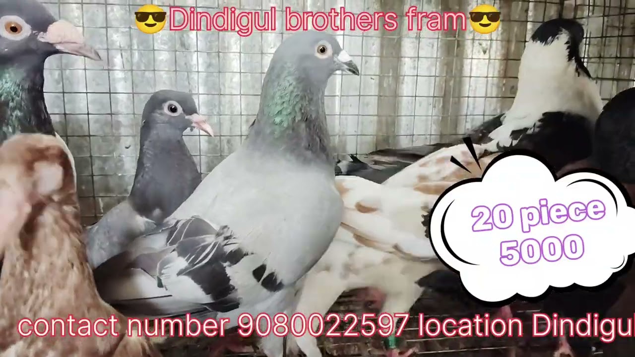 😎Dindigul brothers fram😎 20 peace 5000 location Dindigul contact number 9080022597