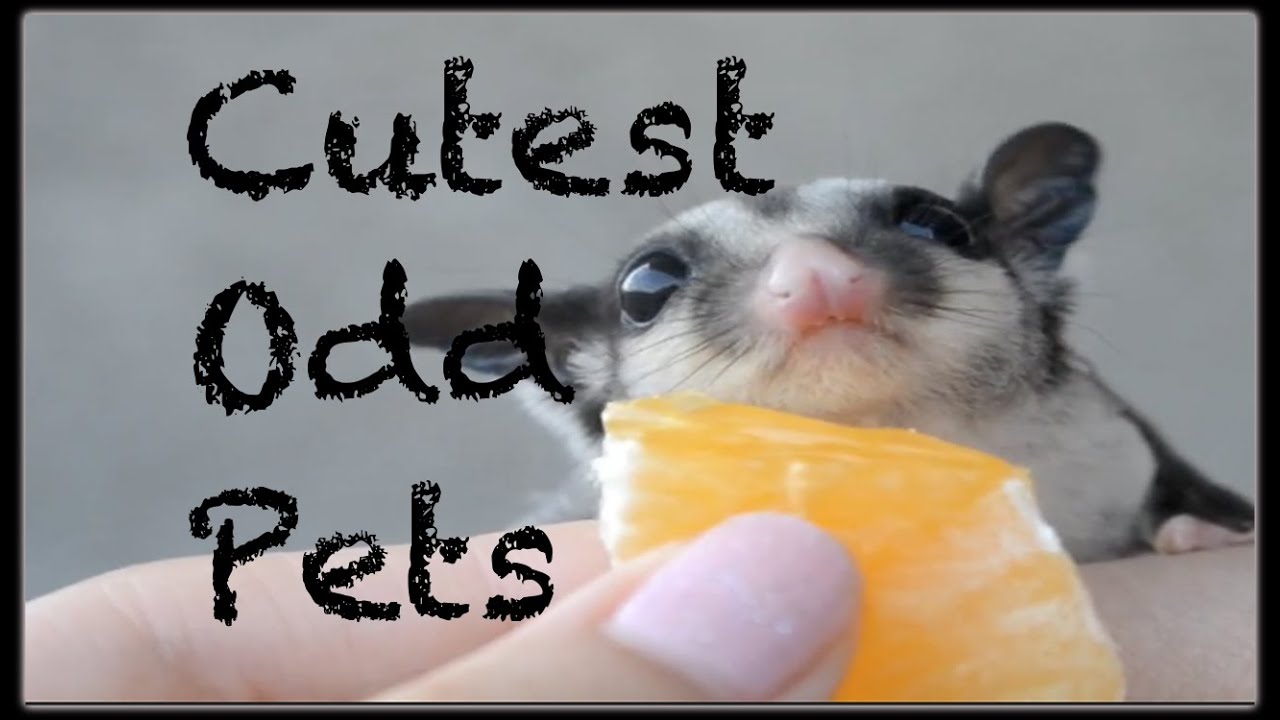 Cutest Odd Pet Compilation