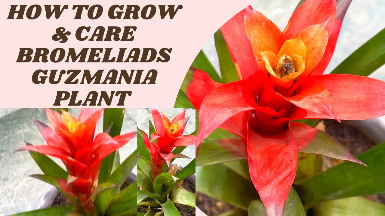 How To Grow & Care Bromeliad Plants | Guzmania With The Vibrant Star Shaped Flower | LWK |#airplants