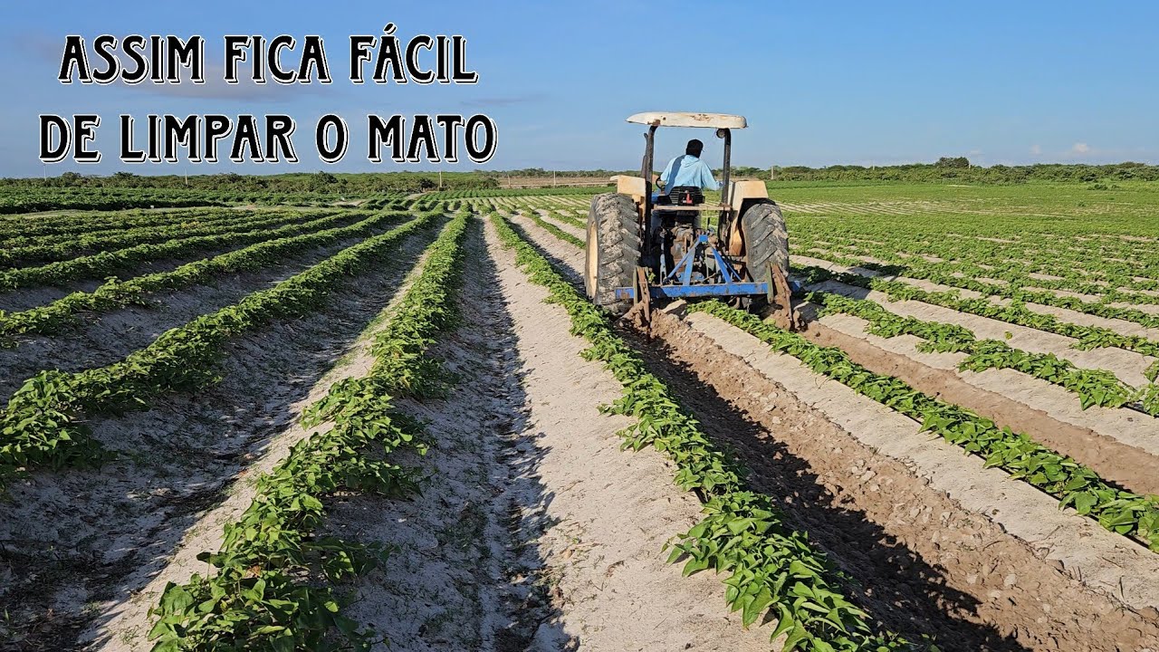 CULTIVANDO BATATA DOCE: Serviço essencial em época de chuvas