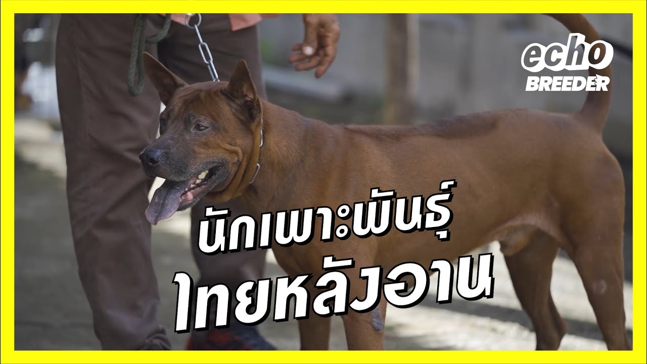 หมาไทยหลังอาน หมาไทยพันธุ์แท้ - Thai Ridgeback l echo breeder [ENG SUB CC]