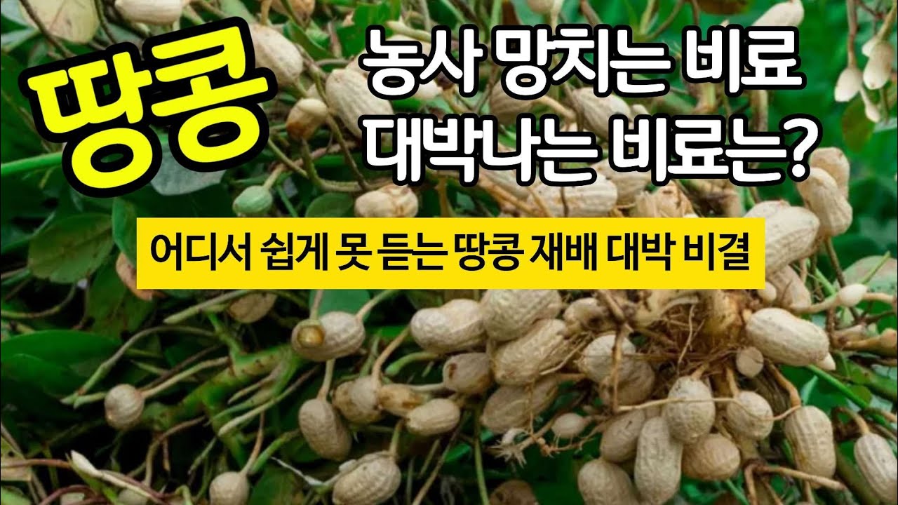 땅콩 농사 망치는 비료 대박나는 비료 어디서 쉽게 못 듣는 땅콩 재배 대박 비결