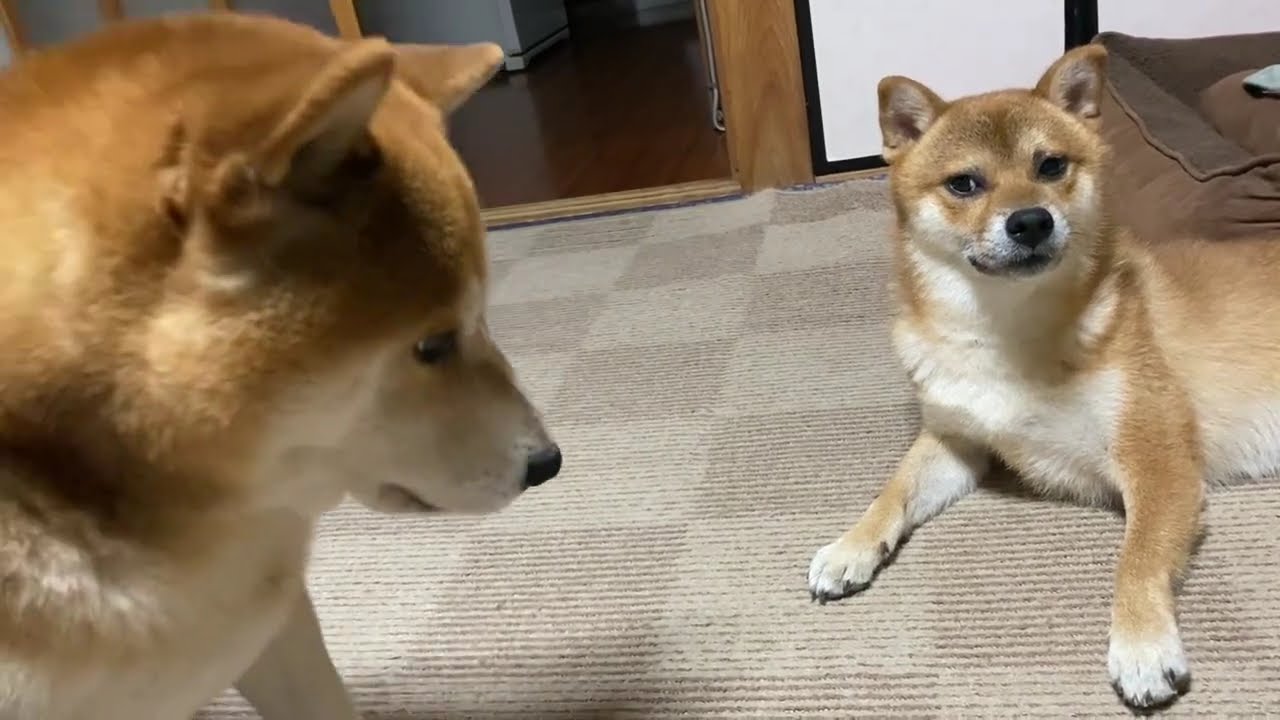 【柴犬】ワンプロの始まり、横目でチャンスを伺う弟　#柴犬るい #柴犬そら 