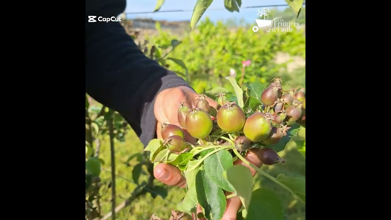 Eclaircissage des pommiers et poiriers, conseils simples et faciles pour les jardiniers.