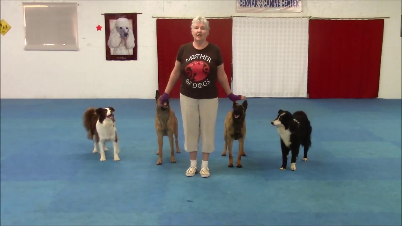Belgian Malinois and Border Collies May 2018