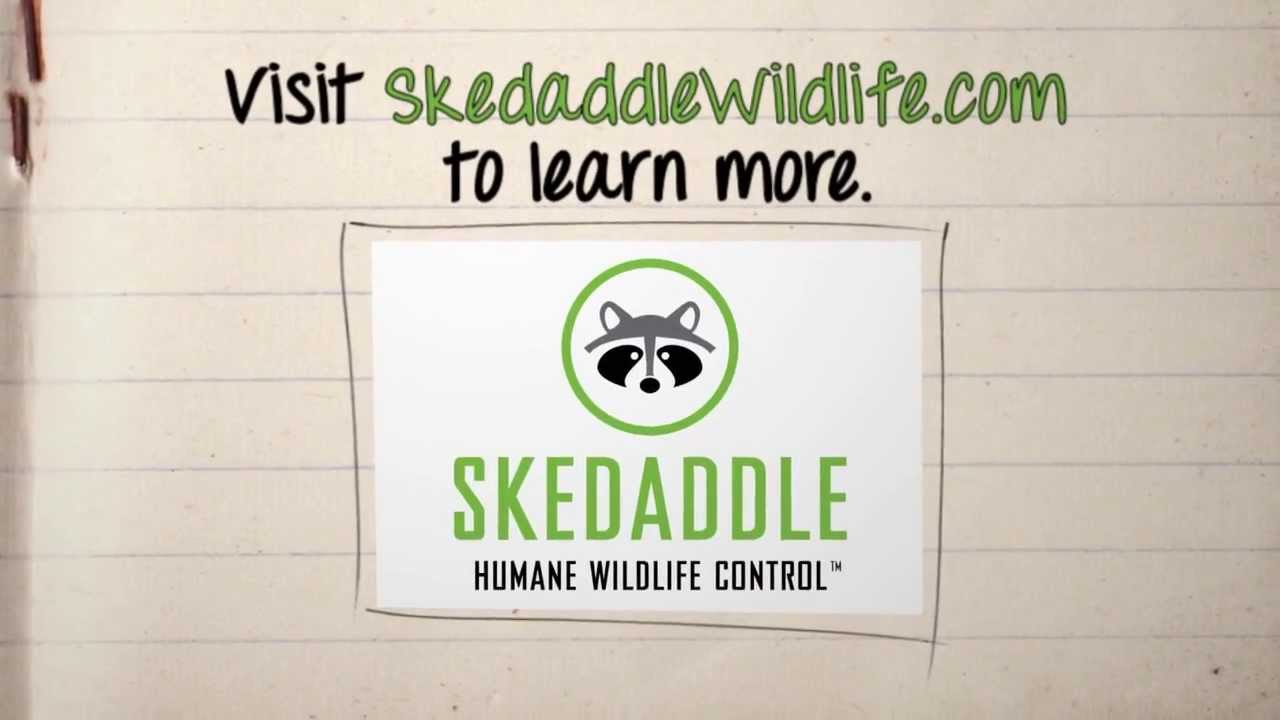 Skedaddle's Wildlife Exclusion Process Explained