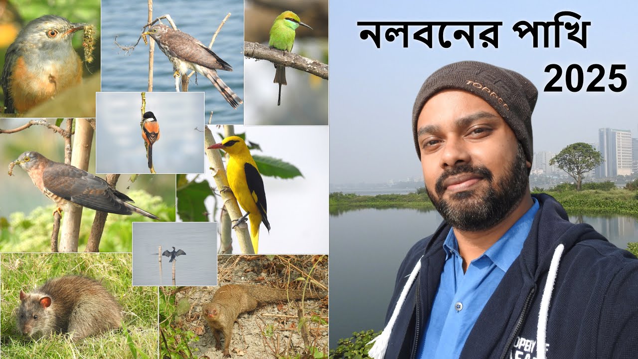 নলবনের পাখি 2025 | Nalban Bheri | East Kolkata Wetlands | Birdwatching Documentary @wildindiamit