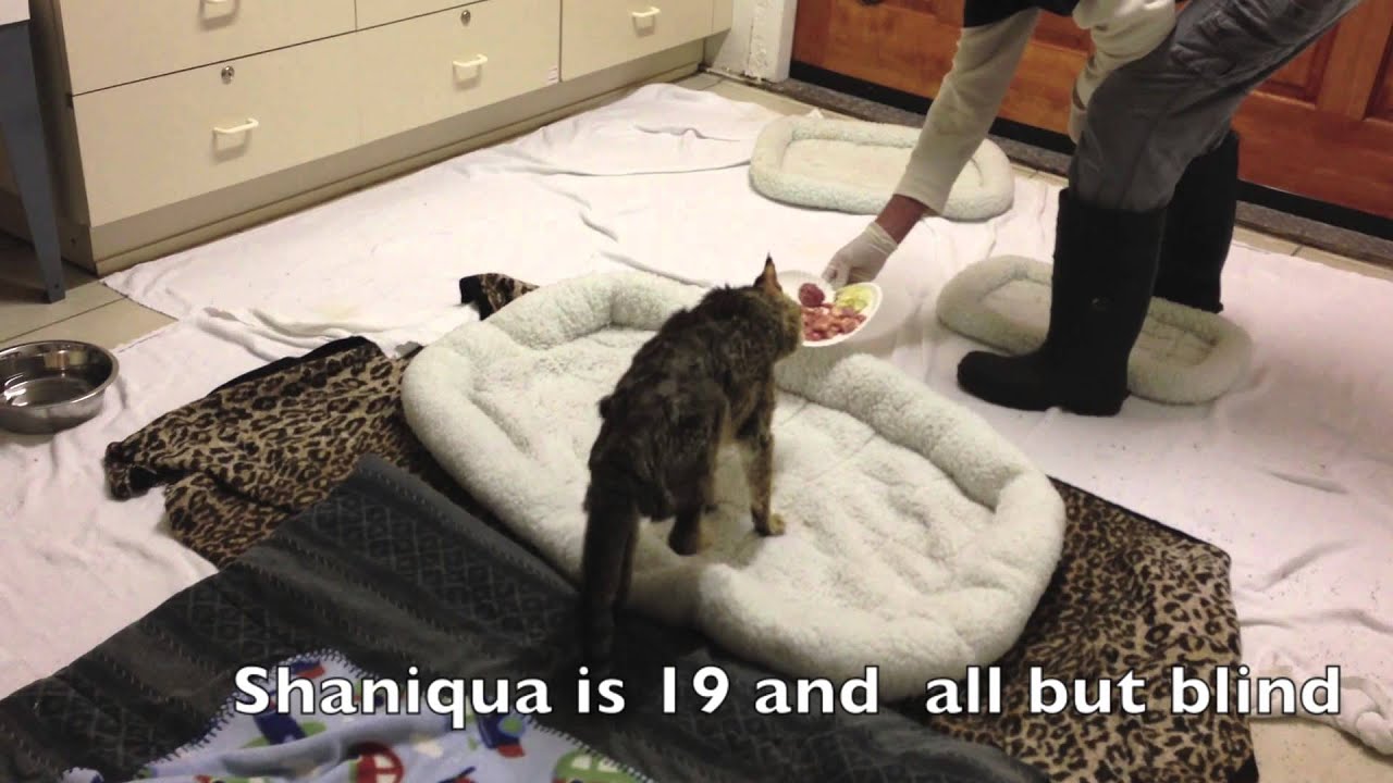 Daily Big Cat 2013 Mar 27