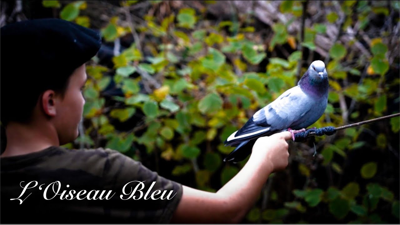 L'Oiseau Bleu, Chasse à la palombe dans le Sud Ouest