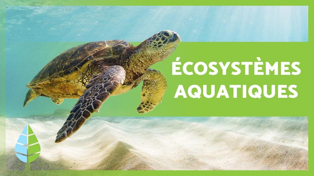ÉCOSYSTÈMES AQUATIQUES 🏝️🐠 (Caractéristiques, TYPES et Exemples)