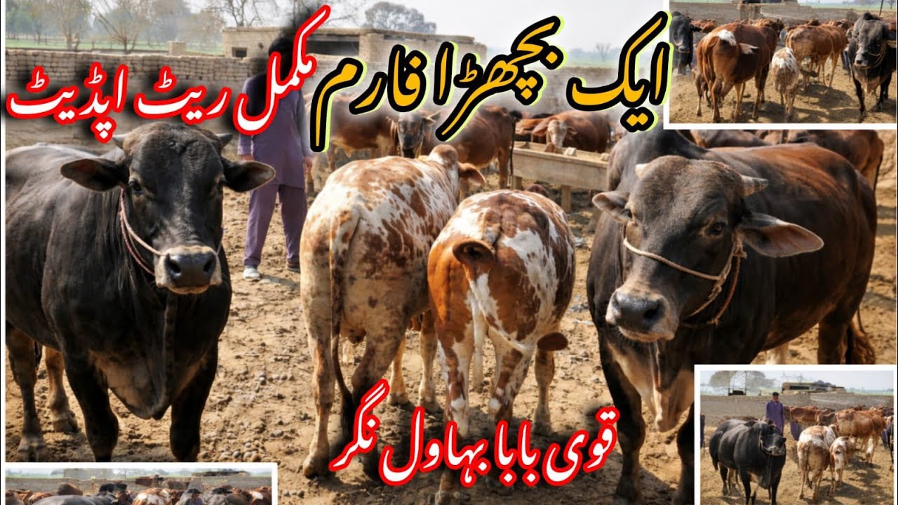 Bachra Farm Ka Latest Rate 2026 | Bahawalnagar Mandi Report