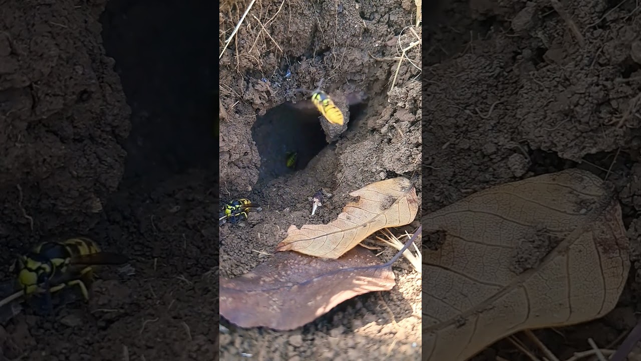 Golden Paradise: The world of legendary bees