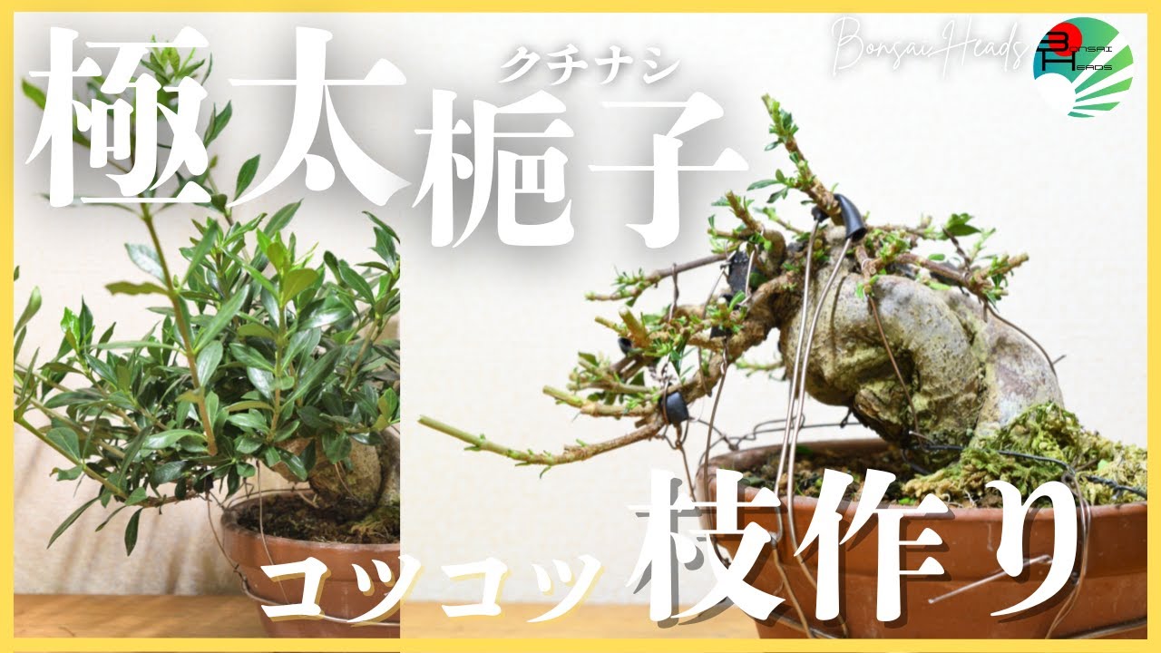 クチナシ盆栽のお手入れ｜大胆な切り戻しと全葉刈りで枝作り